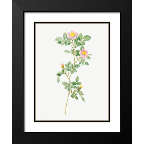 Montezuma Rose Black Modern Wood Framed Art Print with Double Matting by Redoute, Pierre Joseph