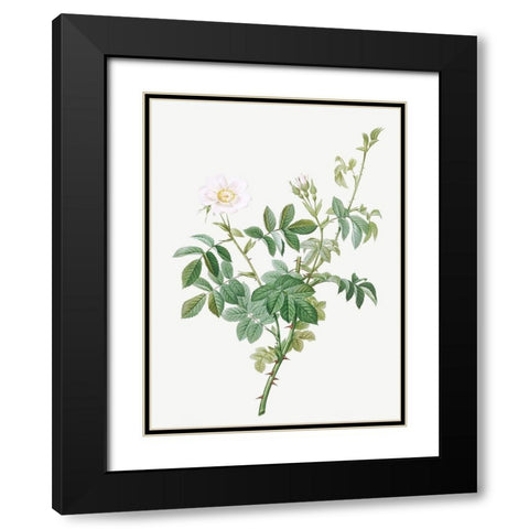 White Downy Rose, Cottony Rose, Rosa tomentosa Black Modern Wood Framed Art Print with Double Matting by Redoute, Pierre Joseph