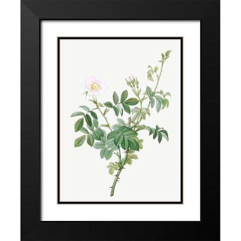 White Downy Rose, Cottony Rose, Rosa tomentosa Black Modern Wood Framed Art Print with Double Matting by Redoute, Pierre Joseph