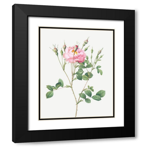 Anemone Flowered Sweetbriar, Rusty Rose with Anemone Flowers Black Modern Wood Framed Art Print with Double Matting by Redoute, Pierre Joseph