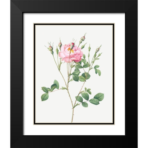Anemone Flowered Sweetbriar, Rusty Rose with Anemone Flowers Black Modern Wood Framed Art Print with Double Matting by Redoute, Pierre Joseph