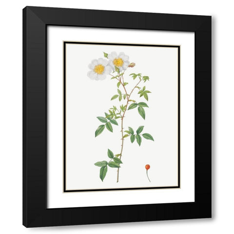 Rosa sempervirens, Climbing Rose with Globose Fruit Black Modern Wood Framed Art Print with Double Matting by Redoute, Pierre Joseph