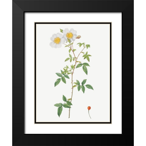 Rosa sempervirens, Climbing Rose with Globose Fruit Black Modern Wood Framed Art Print with Double Matting by Redoute, Pierre Joseph