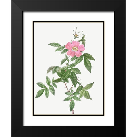 Boursault Rose, Rosa reclinata flore simplici Black Modern Wood Framed Art Print with Double Matting by Redoute, Pierre Joseph