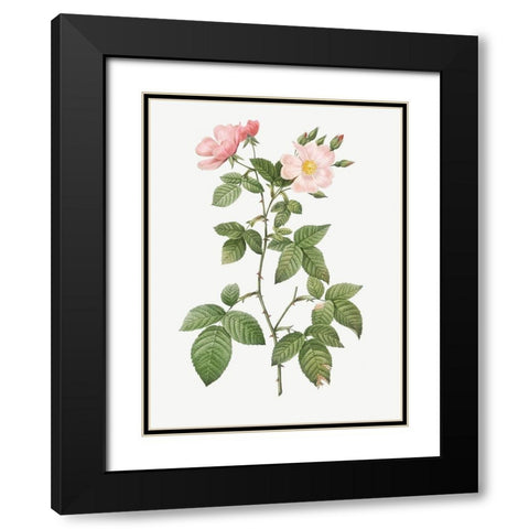 Rosa glauca, Rosebush with Bramble Leaves, Rosa rubifolia Black Modern Wood Framed Art Print with Double Matting by Redoute, Pierre Joseph
