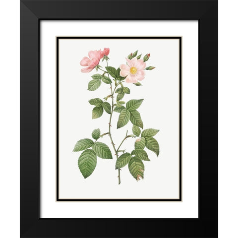 Rosa glauca, Rosebush with Bramble Leaves, Rosa rubifolia Black Modern Wood Framed Art Print with Double Matting by Redoute, Pierre Joseph