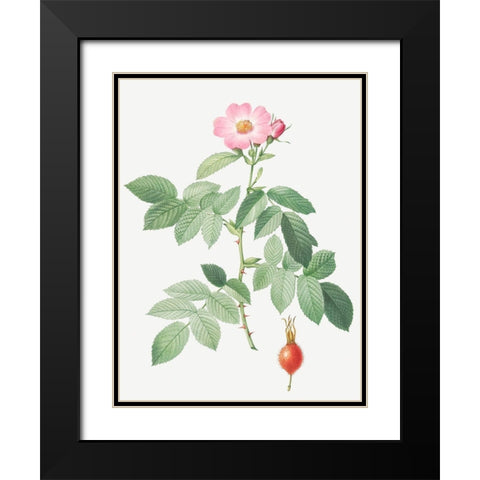 The Apple Rose, Rosa villosa Black Modern Wood Framed Art Print with Double Matting by Redoute, Pierre Joseph