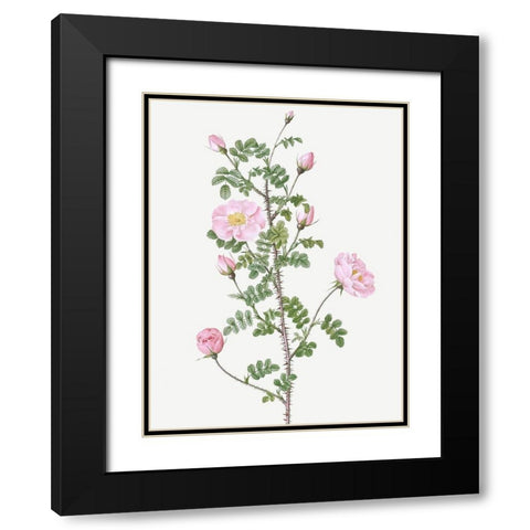 Double Pink Scotch Briar, Red Pimple Rose, Rosa pimpinellifolia rubra Black Modern Wood Framed Art Print with Double Matting by Redoute, Pierre Joseph