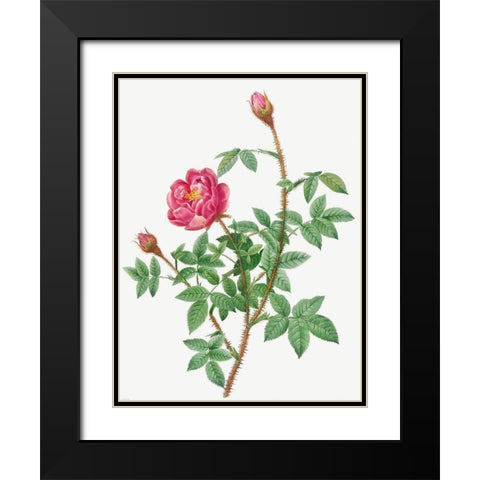 Anemone Flowered Rose Muscosa, Rosa muscosa anemone flora Black Modern Wood Framed Art Print with Double Matting by Redoute, Pierre Joseph