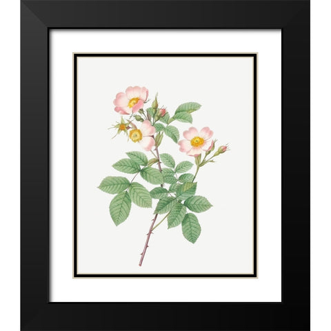 Short Styled Field Rose, Rose Bush with Erect Stems, Rosa stylosa Black Modern Wood Framed Art Print with Double Matting by Redoute, Pierre Joseph