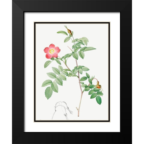 Alpine Rose, Rose of the Alps with Hanging Fruits, Rosa pendulina Black Modern Wood Framed Art Print with Double Matting by Redoute, Pierre Joseph