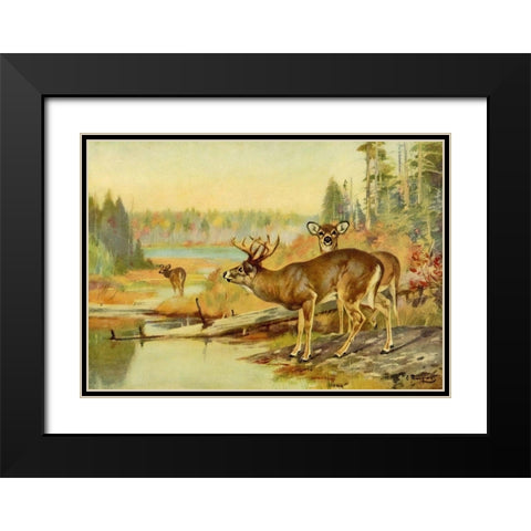 Deer in Adirondacks Black Modern Wood Framed Art Print with Double Matting by Rungius, Carl