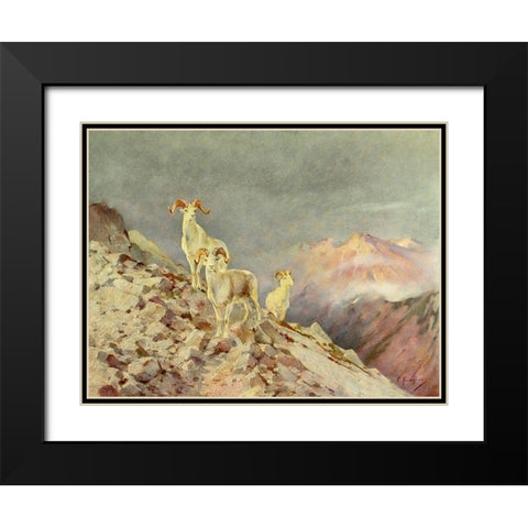 Rams Black Modern Wood Framed Art Print with Double Matting by Rungius, Carl