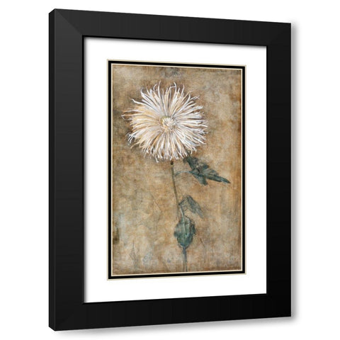 Chrysanthemum Black Modern Wood Framed Art Print with Double Matting by Mondrian, Piet