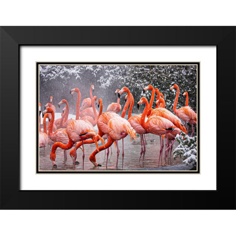 American Flamingo Black Modern Wood Framed Art Print with Double Matting by Murphy, Mehgan