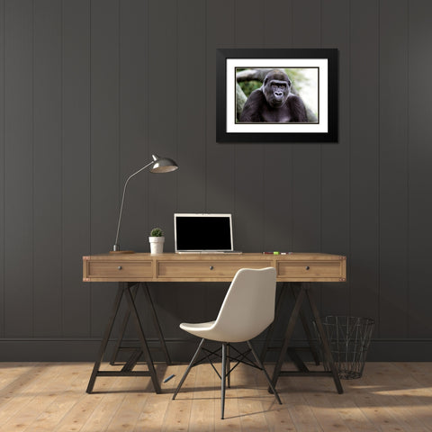 Lowland Gorilla Black Modern Wood Framed Art Print with Double Matting by Cohen, Jessie