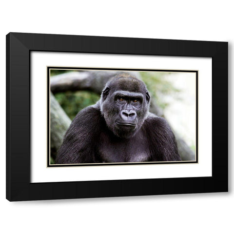 Lowland Gorilla Black Modern Wood Framed Art Print with Double Matting by Cohen, Jessie