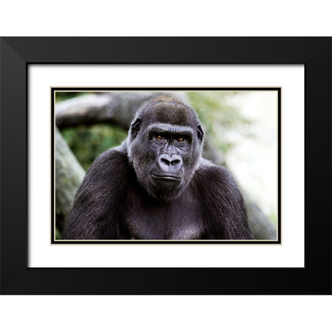 Lowland Gorilla Black Modern Wood Framed Art Print with Double Matting by Cohen, Jessie