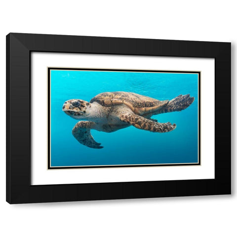 Turtle Black Modern Wood Framed Art Print with Double Matting by Highsmith, Carol