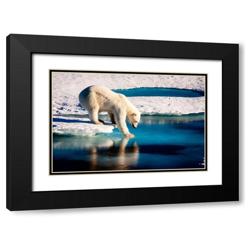 Polar Bear Black Modern Wood Framed Art Print with Double Matting by NASA