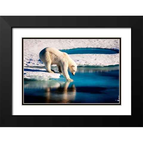 Polar Bear Black Modern Wood Framed Art Print with Double Matting by NASA