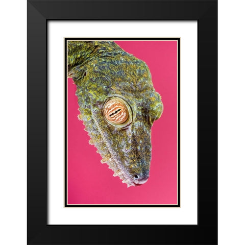 Leaf-tailed Gecko Black Modern Wood Framed Art Print with Double Matting by Smithsonian Institution