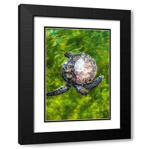 Green Sea Turtle Black Modern Wood Framed Art Print with Double Matting by NASA