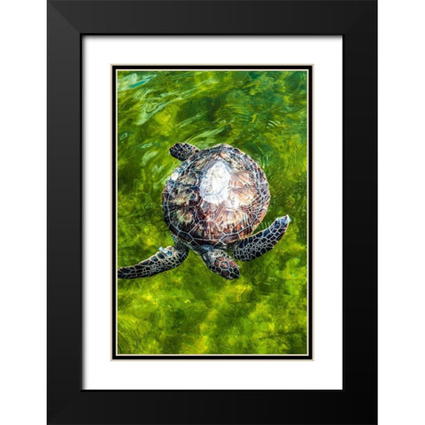 Green Sea Turtle Black Modern Wood Framed Art Print with Double Matting by NASA