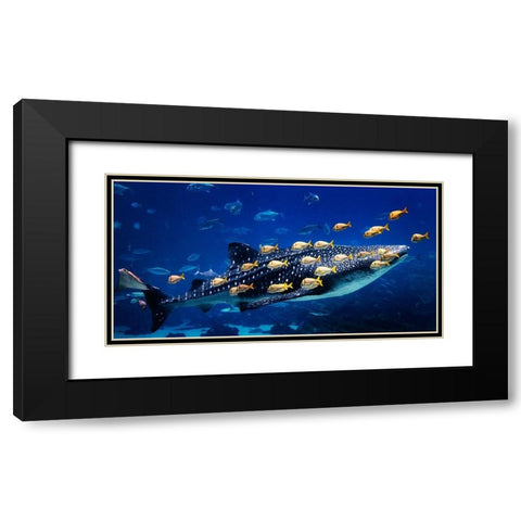 Whale Shark Black Modern Wood Framed Art Print with Double Matting by Highsmith, Carol