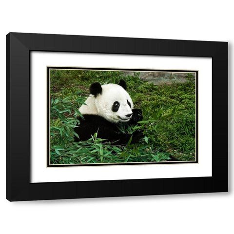Giant Panda Black Modern Wood Framed Art Print with Double Matting by Murphy, Mehgan