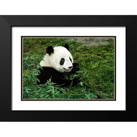 Giant Panda Black Modern Wood Framed Art Print with Double Matting by Murphy, Mehgan