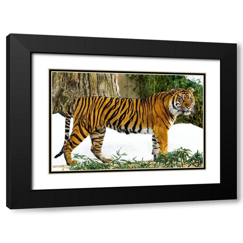 Sumatran Tiger Black Modern Wood Framed Art Print with Double Matting by Murphy, Mehgan