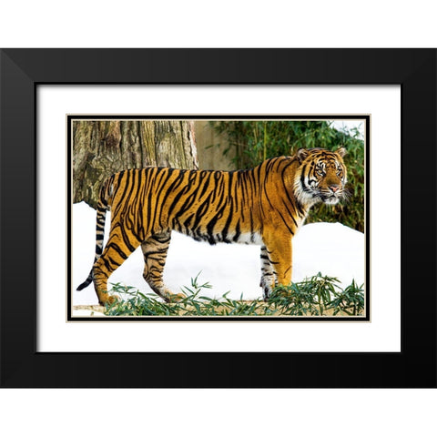 Sumatran Tiger Black Modern Wood Framed Art Print with Double Matting by Murphy, Mehgan