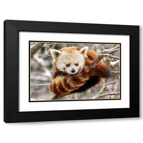 Red Panda Black Modern Wood Framed Art Print with Double Matting by Murphy, Mehgan