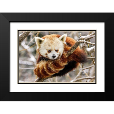 Red Panda Black Modern Wood Framed Art Print with Double Matting by Murphy, Mehgan