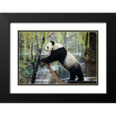 Giant Panda II Black Modern Wood Framed Art Print with Double Matting by Cohen, Jessie