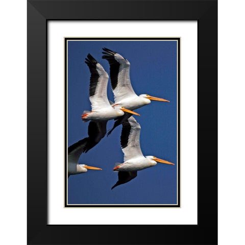 Flock of White Pelicans Black Modern Wood Framed Art Print with Double Matting by NASA