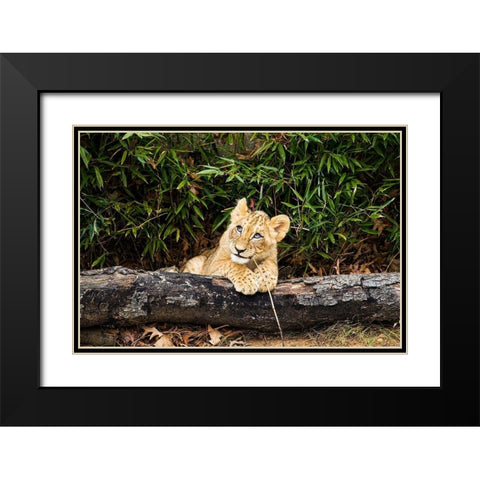 African Lion  Black Modern Wood Framed Art Print with Double Matting by Murphy, Mehgan