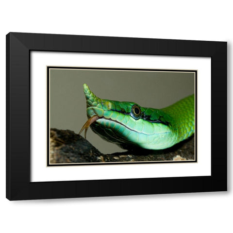 Rhinocoros Snake Black Modern Wood Framed Art Print with Double Matting by Smithonian Institution