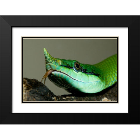 Rhinocoros Snake Black Modern Wood Framed Art Print with Double Matting by Smithonian Institution