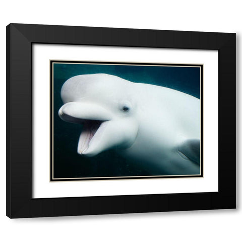 Baluga Whales Black Modern Wood Framed Art Print with Double Matting by Highsmith, Carol