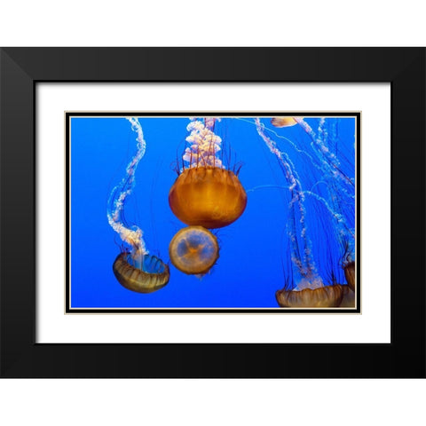 Jellyfish II Black Modern Wood Framed Art Print with Double Matting by Highsmith, Carol