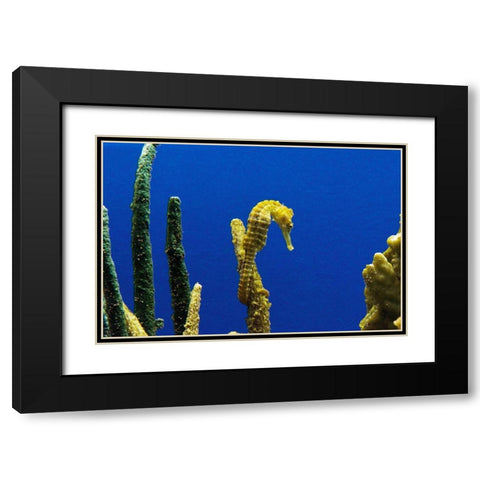 Seahorse Black Modern Wood Framed Art Print with Double Matting by Highsmith, Carol