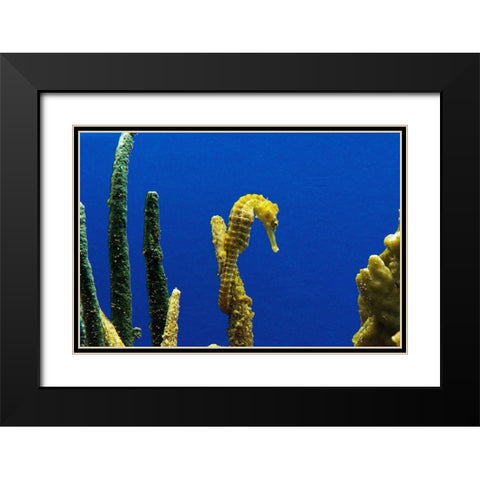 Seahorse Black Modern Wood Framed Art Print with Double Matting by Highsmith, Carol