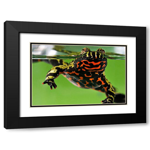 Oriental Fire-bellied Toad Black Modern Wood Framed Art Print with Double Matting by Smithsonian Institution