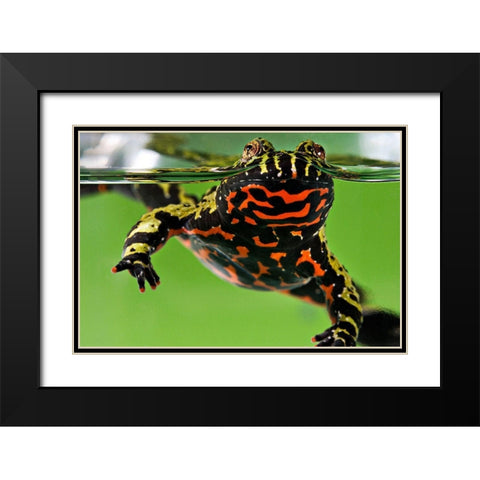 Oriental Fire-bellied Toad Black Modern Wood Framed Art Print with Double Matting by Smithsonian Institution