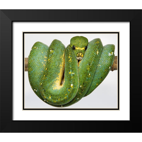 Green Tree Python Black Modern Wood Framed Art Print with Double Matting by Smithsonian Institution