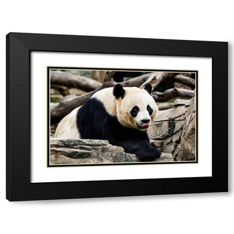 Giant Panda IV Black Modern Wood Framed Art Print with Double Matting by Murphy, Mehgan