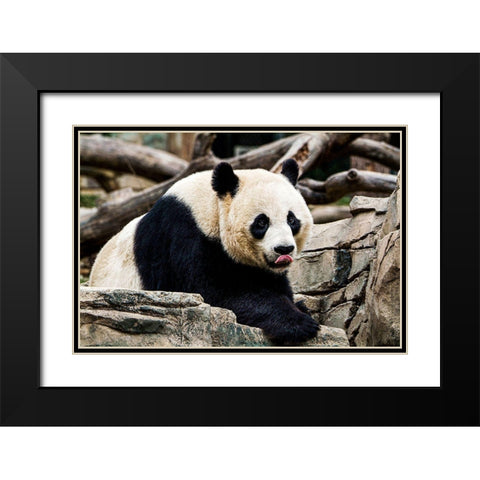 Giant Panda IV Black Modern Wood Framed Art Print with Double Matting by Murphy, Mehgan