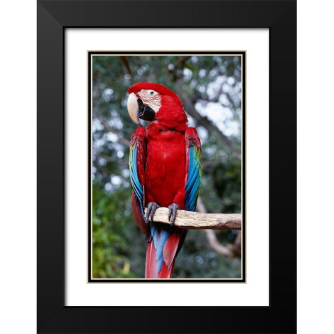 Parrot on a Tree Black Modern Wood Framed Art Print with Double Matting by Highsmith, Carol